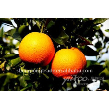 Sweet and juicy fresh Orange